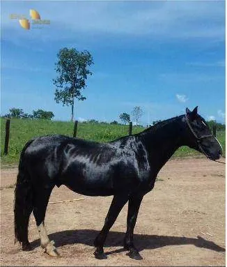 Fazenda à venda de 1.950 ha em Poconé, MT, Brasil