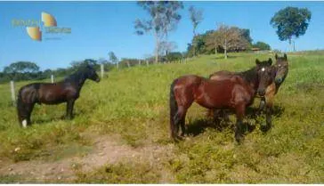Fazenda à venda de 1.950 ha em Poconé, MT, Brasil