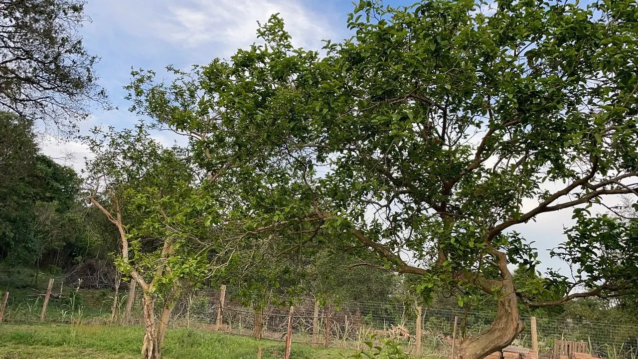 Plot for sale of 9 acres in Santo Antônio da Patrulha, RS, Brazil