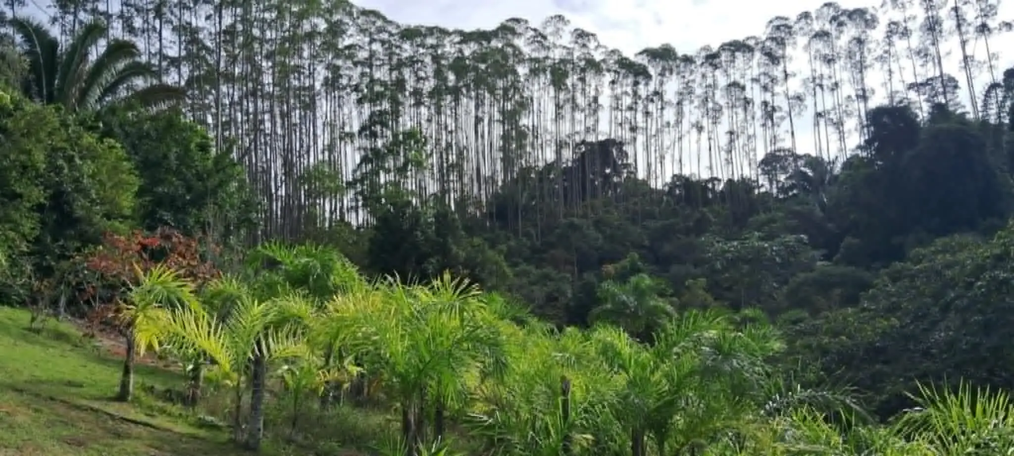 Chácara à venda de 5 ha em Santa Leopoldina, ES, Brasil