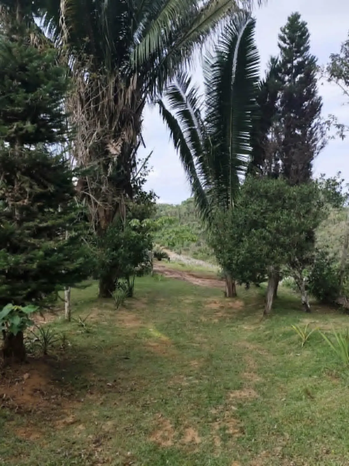 Chácara à venda de 5 ha em Santa Leopoldina, ES, Brasil