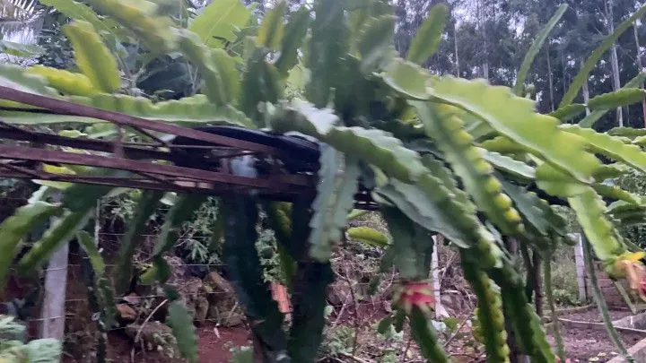 Chácara à venda de 1.000 m² em Osório, RS, Brasil