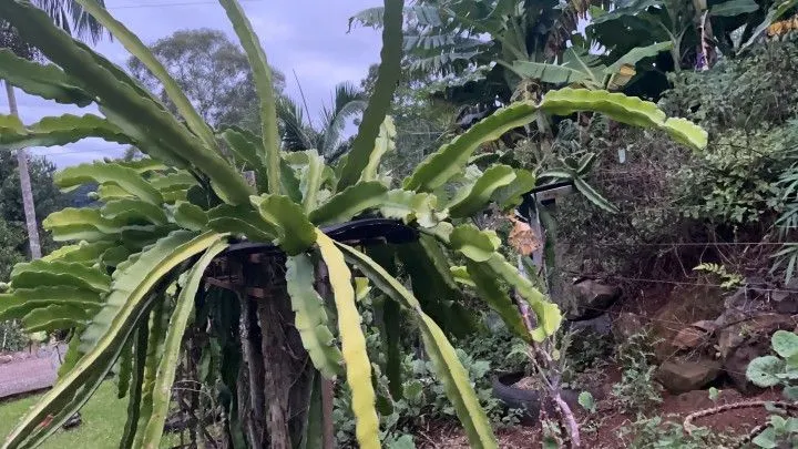 Chácara à venda de 1.000 m² em Osório, RS, Brasil