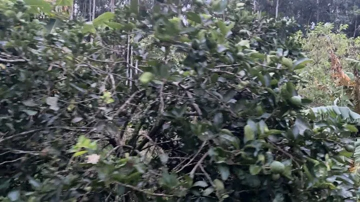 Chácara à venda de 1.000 m² em Osório, RS, Brasil