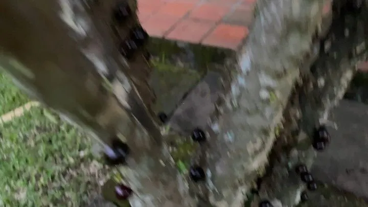 Chácara à venda de 1.000 m² em Osório, RS, Brasil