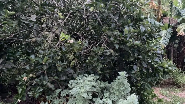 Chácara à venda de 1.000 m² em Osório, RS, Brasil