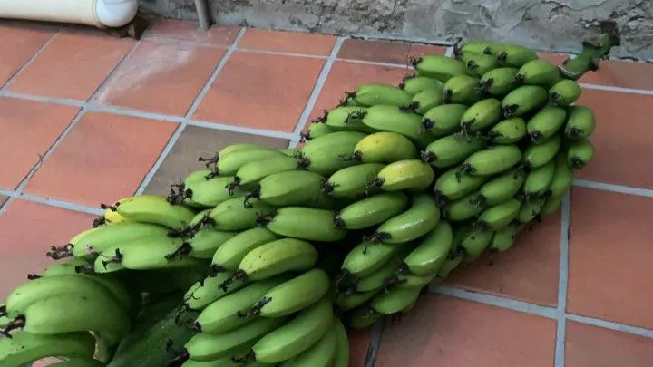 Chácara à venda de 1.000 m² em Osório, RS, Brasil