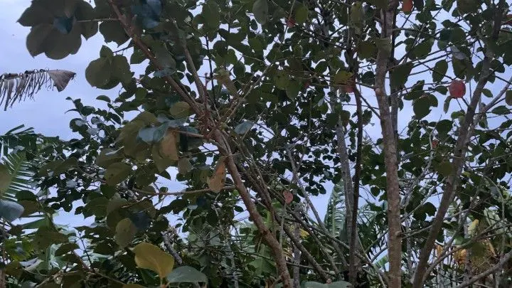 Chácara à venda de 1.000 m² em Osório, RS, Brasil
