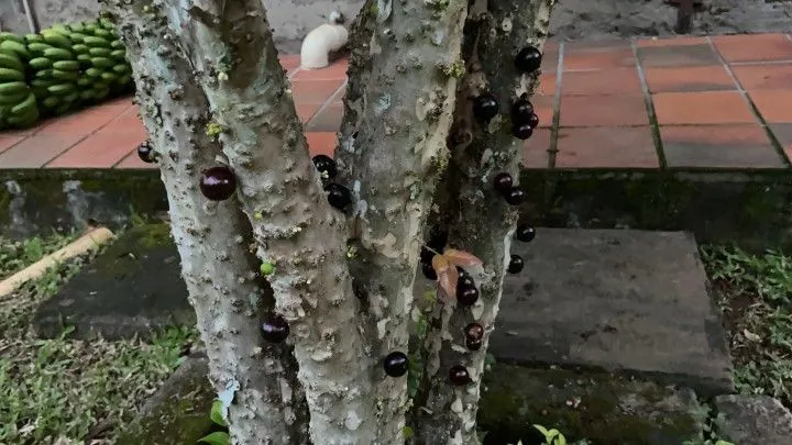 Chácara à venda de 1.000 m² em Osório, RS, Brasil