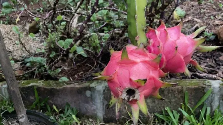 Chácara à venda de 1.000 m² em Osório, RS, Brasil