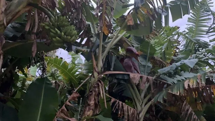 Chácara à venda de 1.000 m² em Osório, RS, Brasil