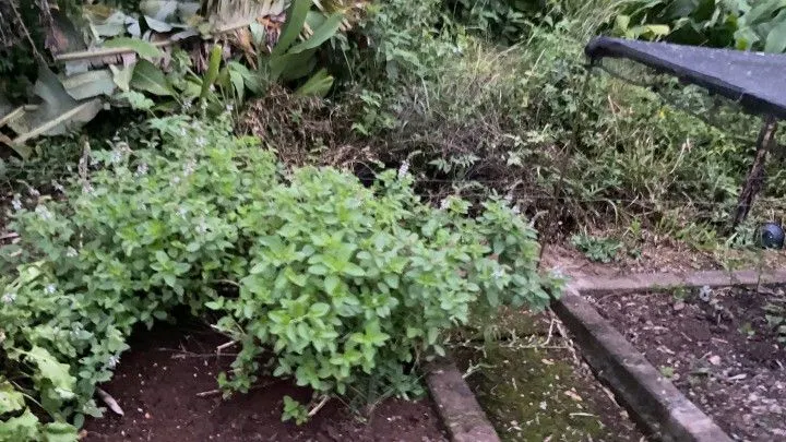 Chácara à venda de 1.000 m² em Osório, RS, Brasil