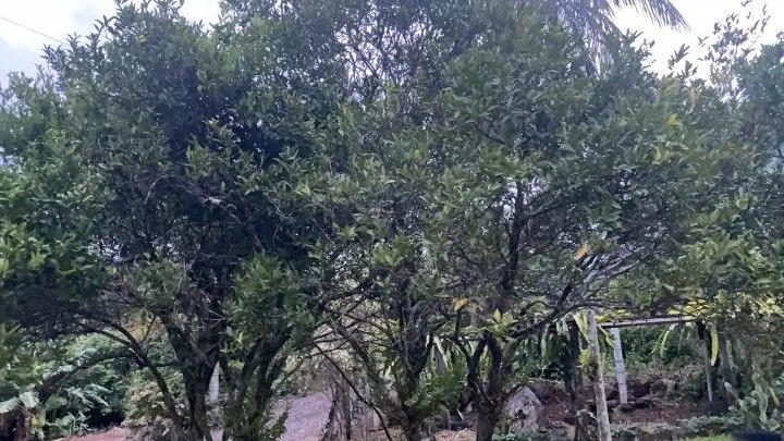 Chácara à venda de 1.000 m² em Osório, RS, Brasil