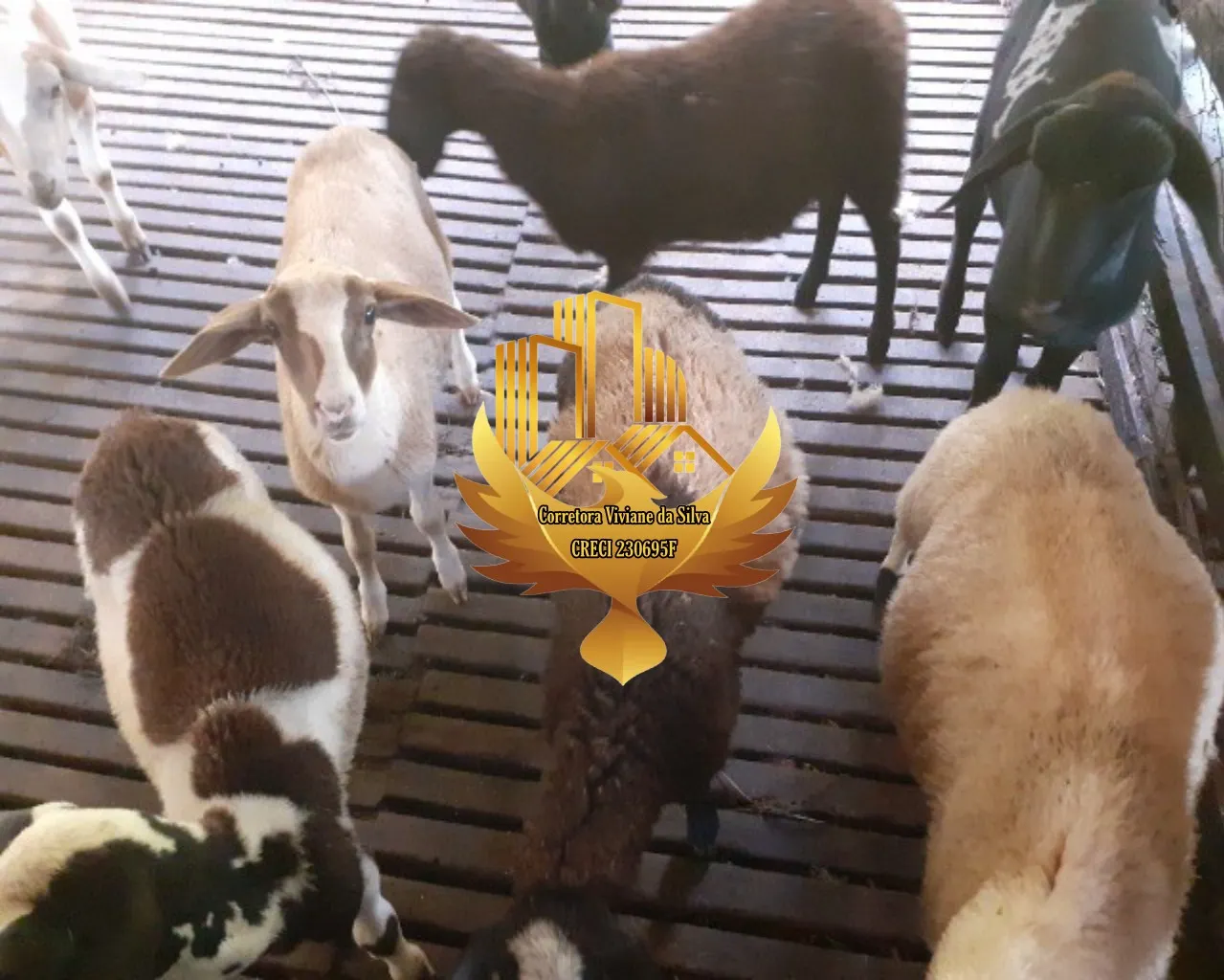 Sítio à venda de 7 ha em Jambeiro, SP, Brasil