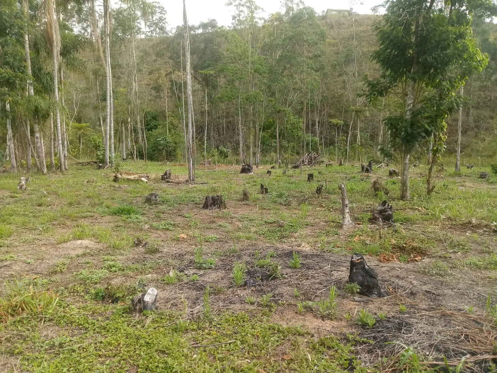 Small farm for sale of 5 acres in Monteiro Lobato, SP, Brazil