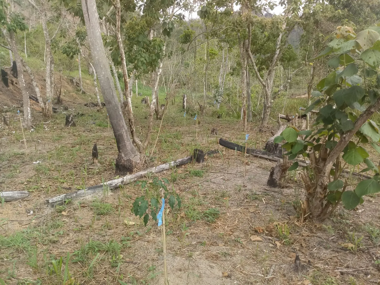 Small farm for sale of 5 acres in Monteiro Lobato, SP, Brazil