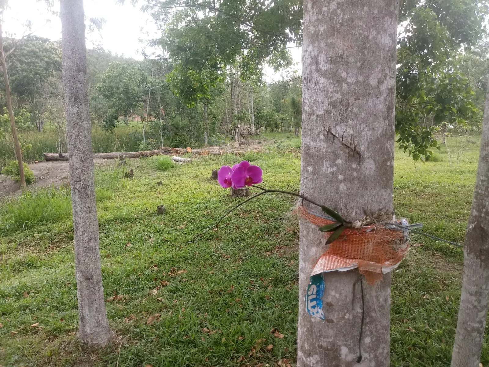 Small farm for sale of 5 acres in Monteiro Lobato, SP, Brazil