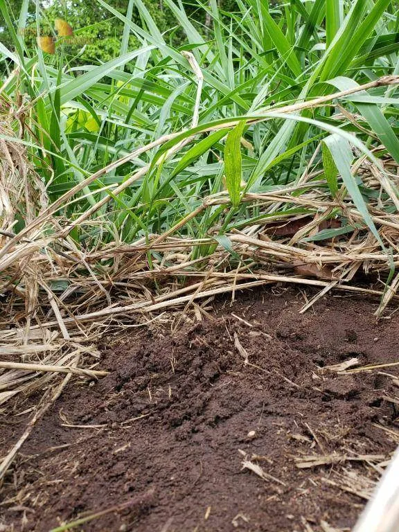 Fazenda à venda de 600 ha em Jangada, MT, Brasil