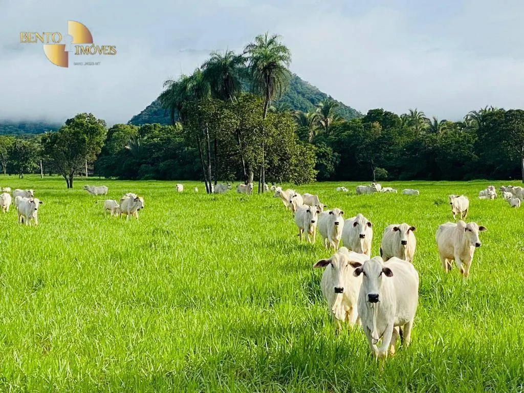 Fazenda à venda de 600 ha em Jangada, MT, Brasil