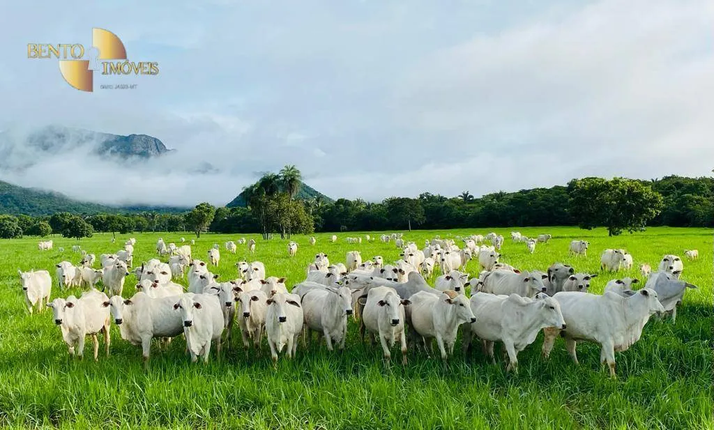 Fazenda à venda de 600 ha em Jangada, MT, Brasil