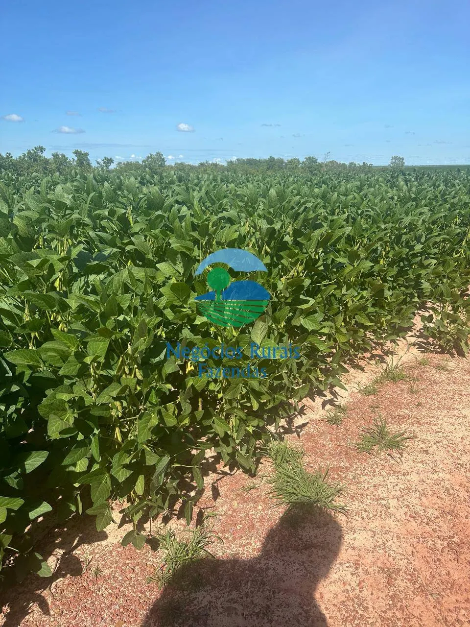 Fazenda à venda de 2.000 ha em Palmas, TO, Brasil