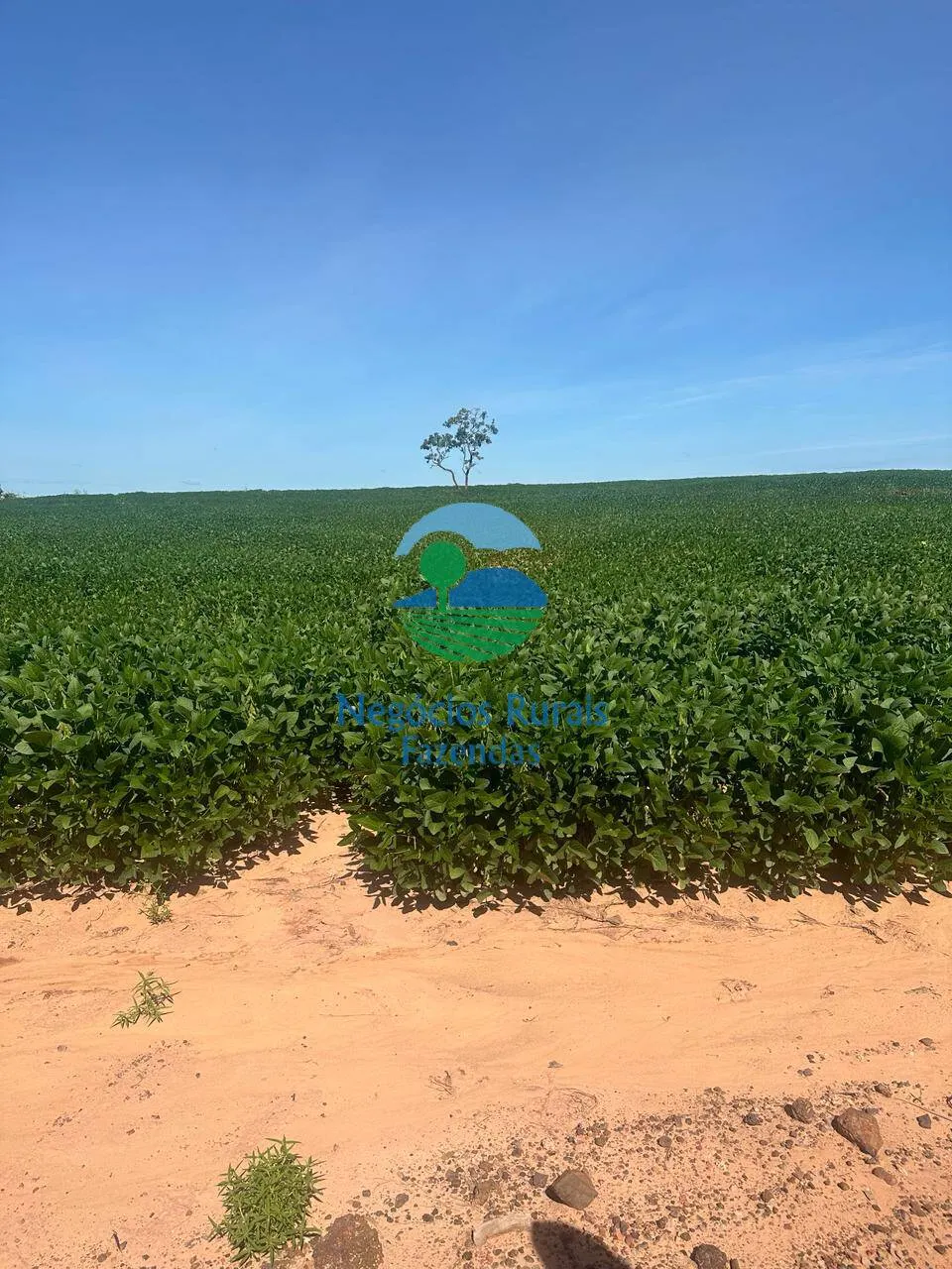 Fazenda à venda de 2.000 ha em Palmas, TO, Brasil