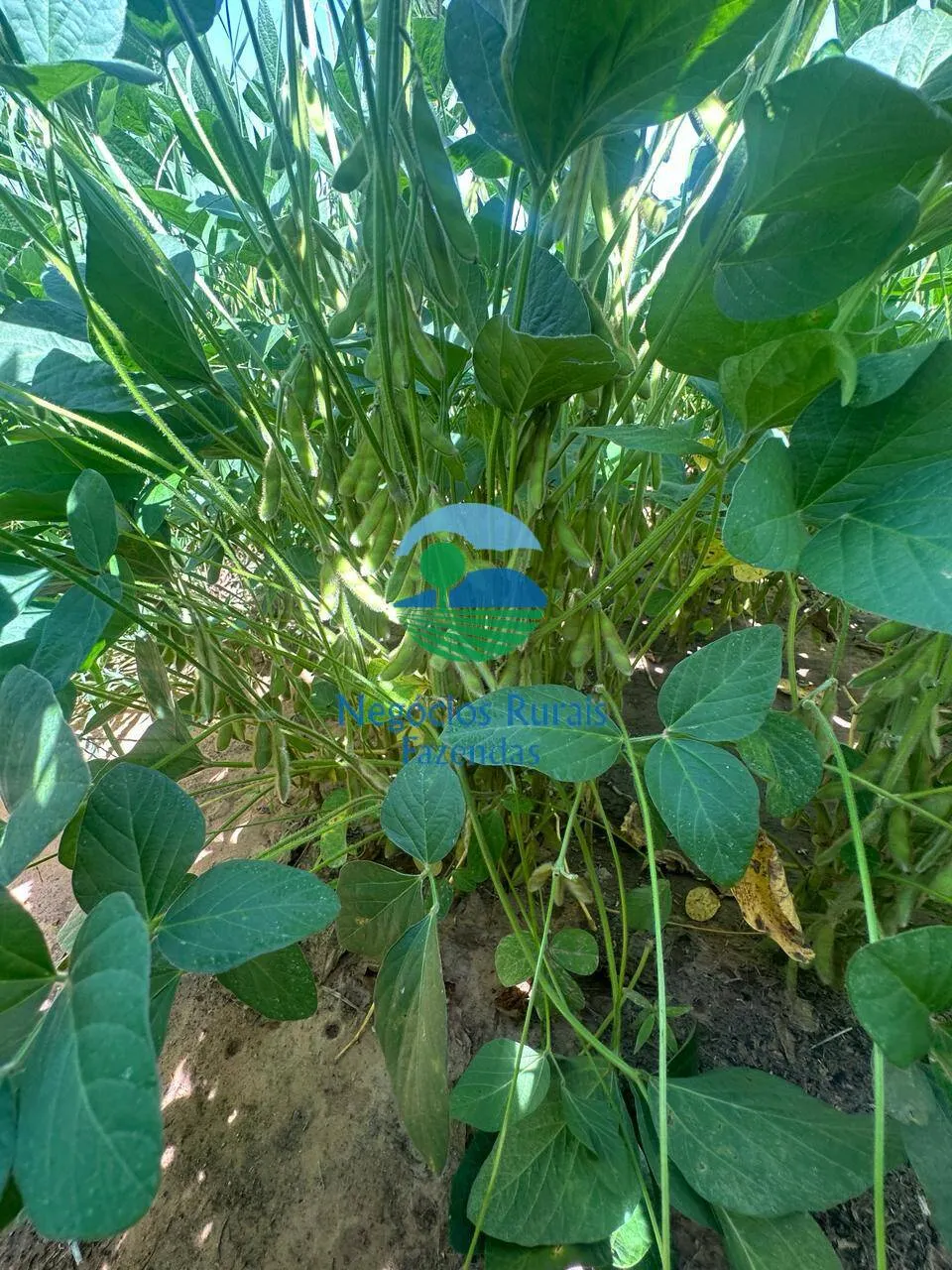 Fazenda à venda de 2.000 ha em Palmas, TO, Brasil