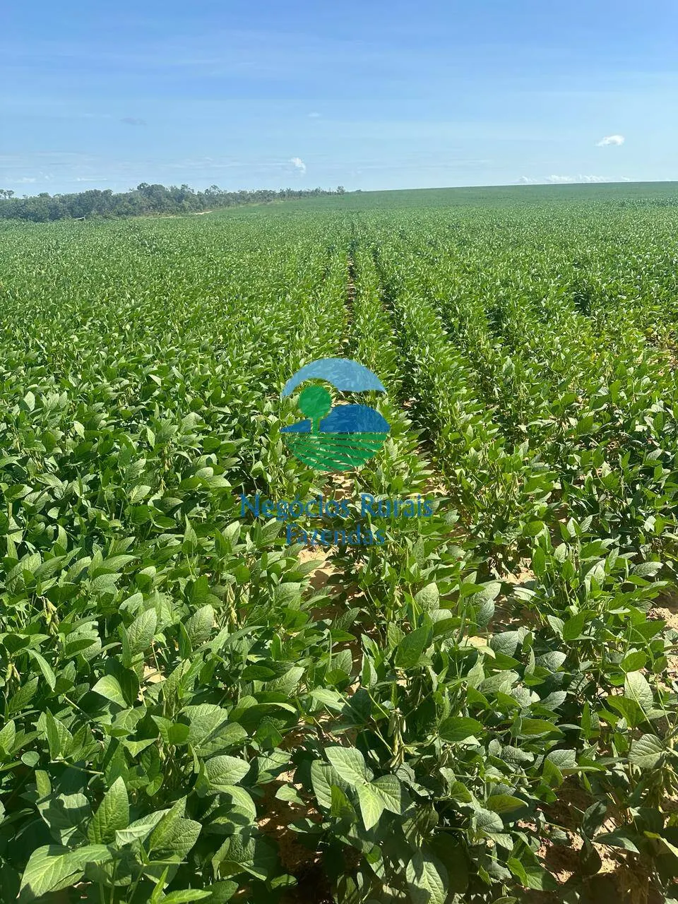 Fazenda à venda de 2.000 ha em Palmas, TO, Brasil