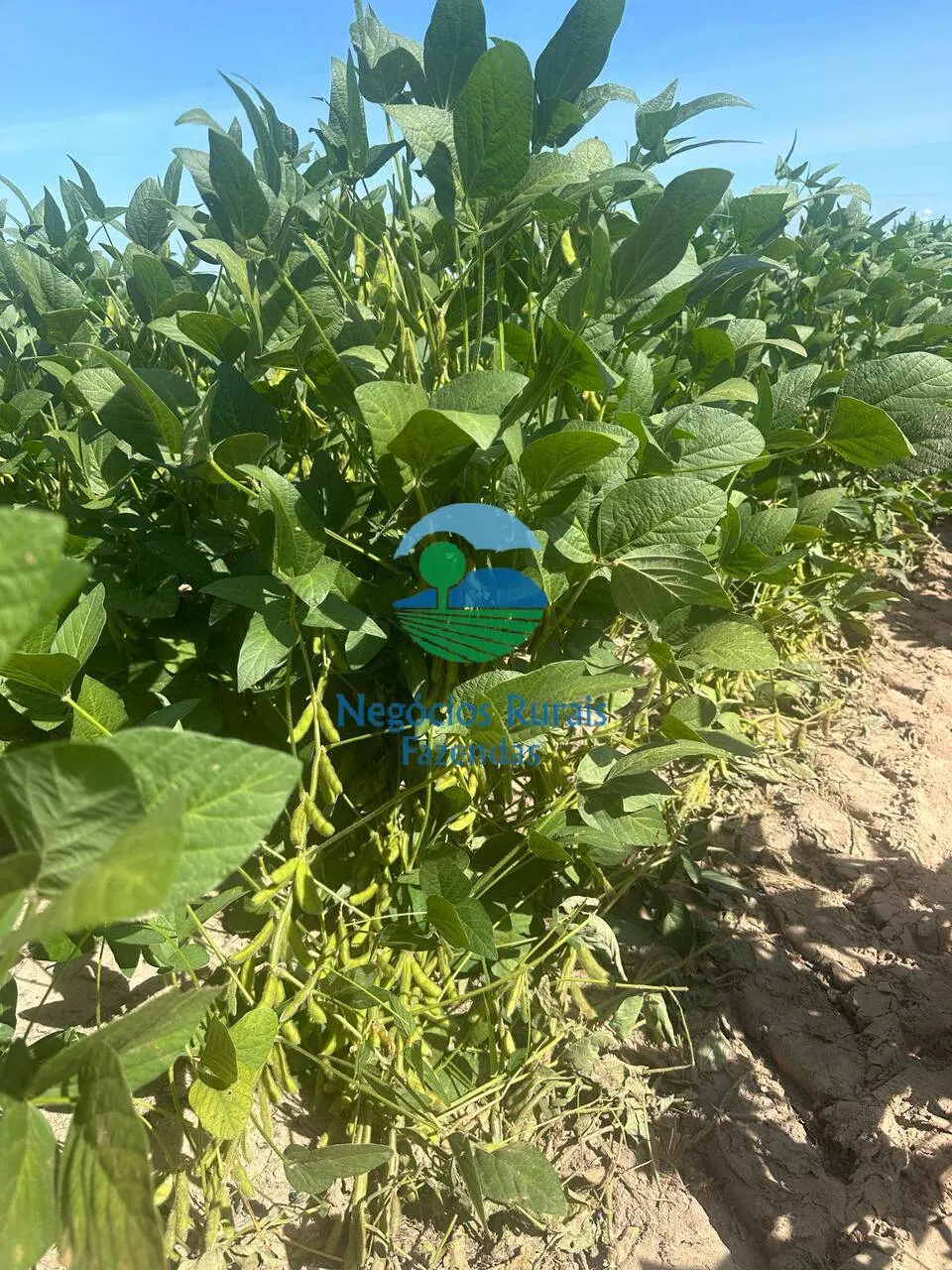 Fazenda à venda de 2.000 ha em Palmas, TO, Brasil