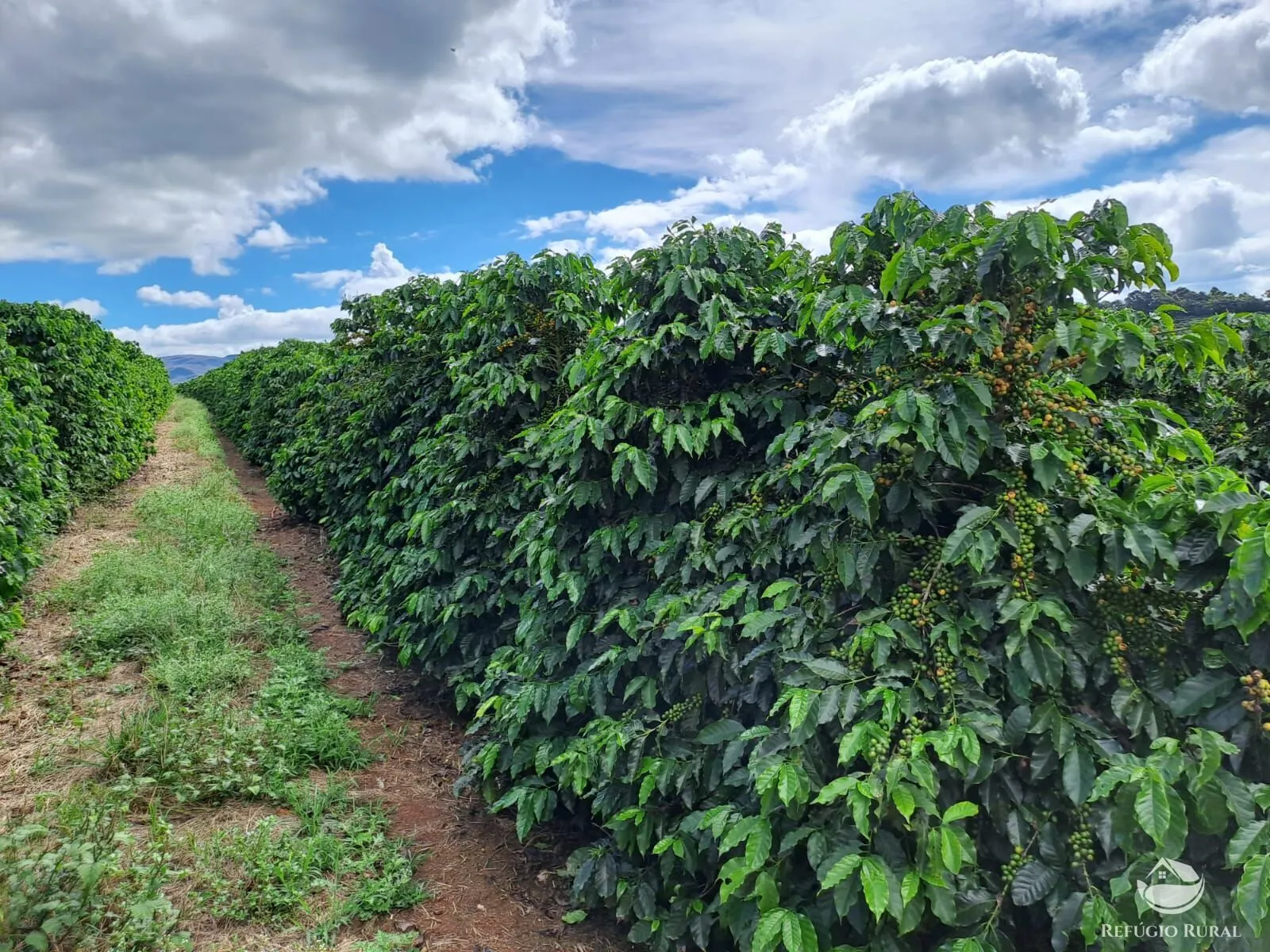 Fazenda à venda de 79 ha em Vargem Bonita, MG, Brasil