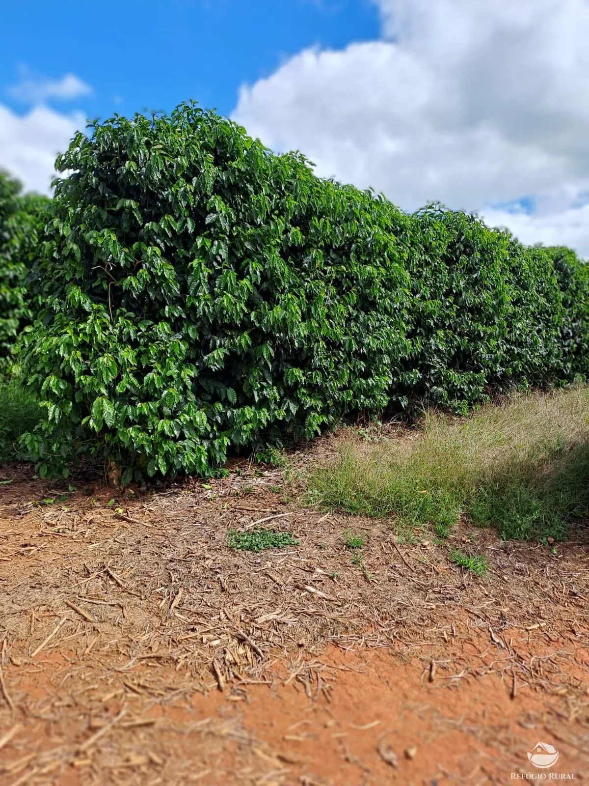 Fazenda à venda de 79 ha em Vargem Bonita, MG, Brasil