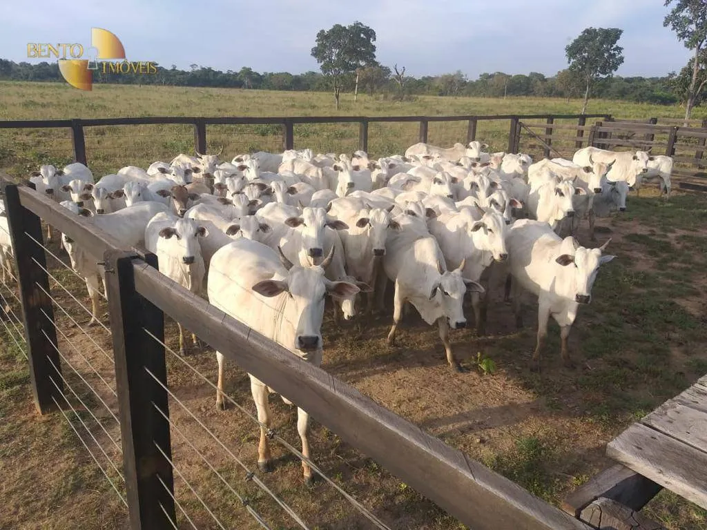Fazenda à venda de 4.000 ha em Ribeirão Cascalheira, MT, Brasil