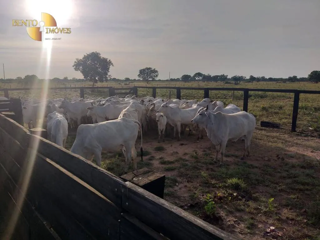 Fazenda à venda de 4.000 ha em Ribeirão Cascalheira, MT, Brasil