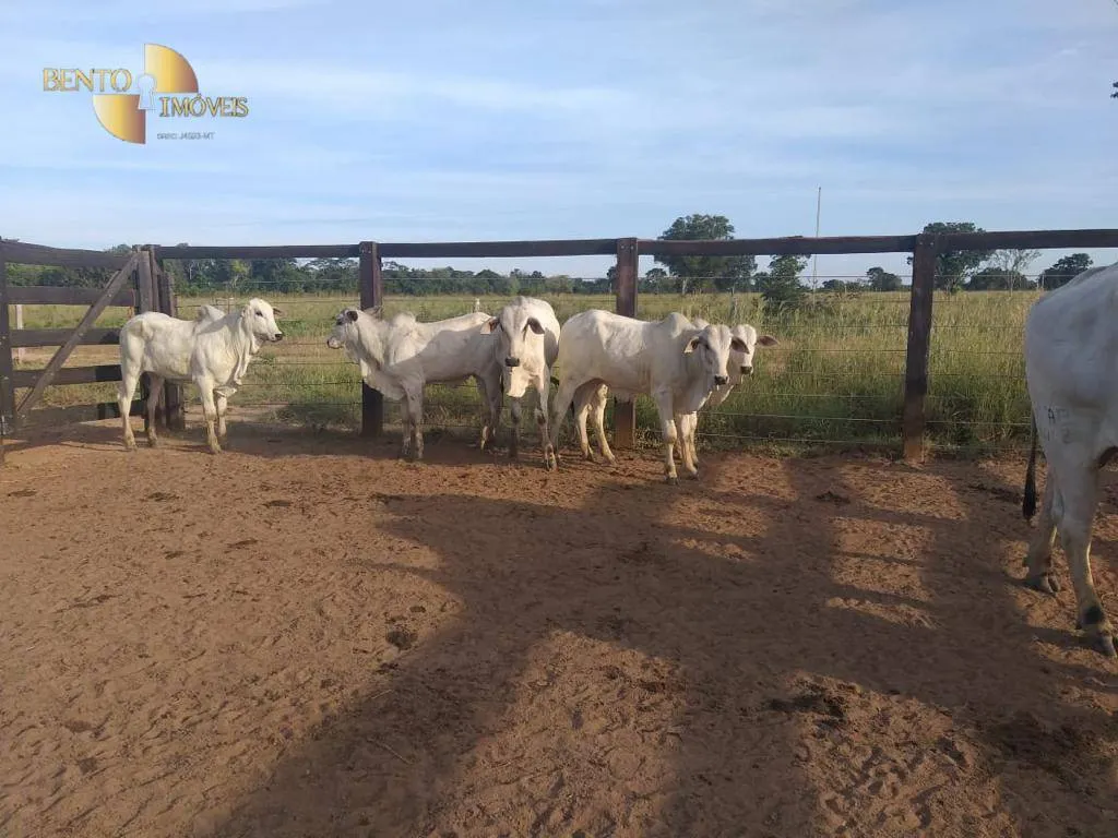Fazenda à venda de 4.000 ha em Ribeirão Cascalheira, MT, Brasil