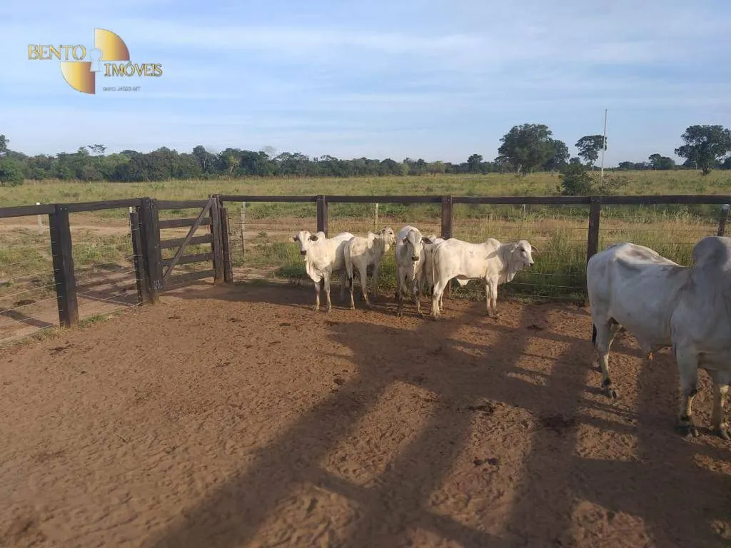 Fazenda à venda de 4.000 ha em Ribeirão Cascalheira, MT, Brasil
