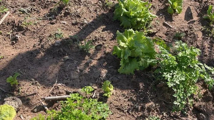 Chácara à venda e para Arrendar de 1 ha em Nova Hartz, RS, Brasil