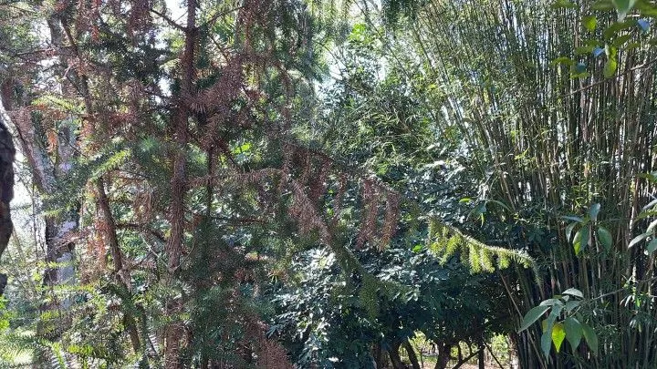 Chácara à venda e para Arrendar de 1 ha em Nova Hartz, RS, Brasil
