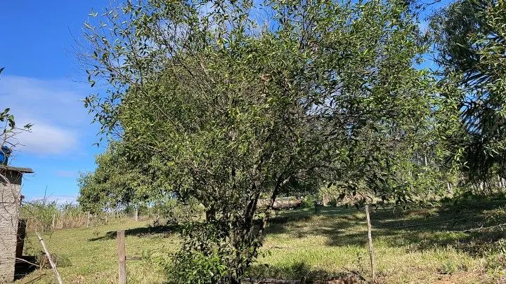 Chácara à venda e para Arrendar de 1 ha em Nova Hartz, RS, Brasil