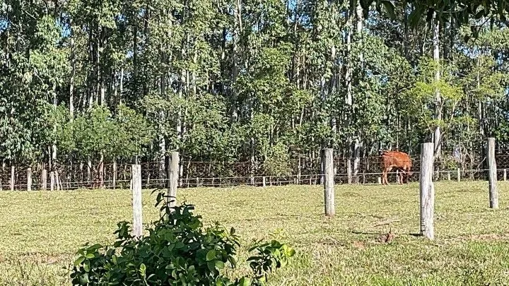 Chácara à venda e para Arrendar de 1 ha em Nova Hartz, RS, Brasil