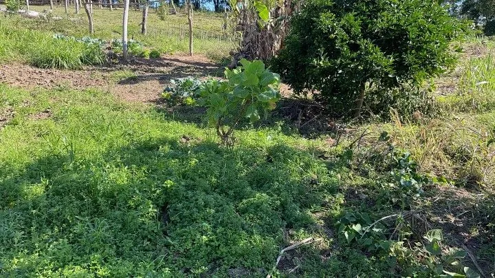 Chácara à venda e para Arrendar de 1 ha em Nova Hartz, RS, Brasil
