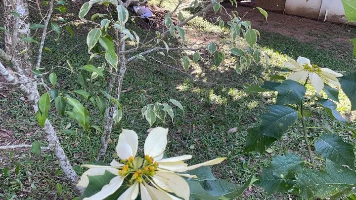Chácara à venda e para Arrendar de 1 ha em Nova Hartz, RS, Brasil