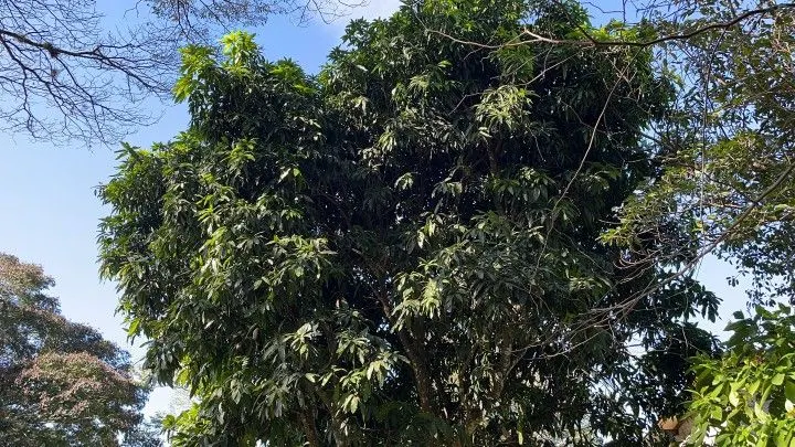 Chácara à venda e para Arrendar de 1 ha em Nova Hartz, RS, Brasil
