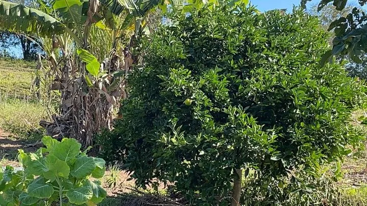 Chácara à venda e para Arrendar de 1 ha em Nova Hartz, RS, Brasil