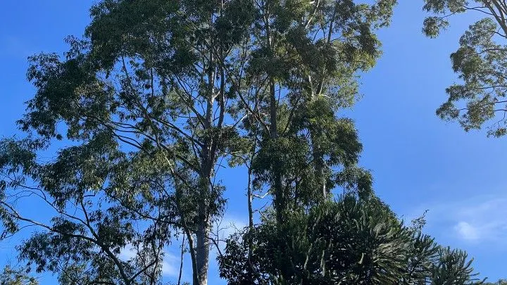 Chácara à venda e para Arrendar de 1 ha em Nova Hartz, RS, Brasil