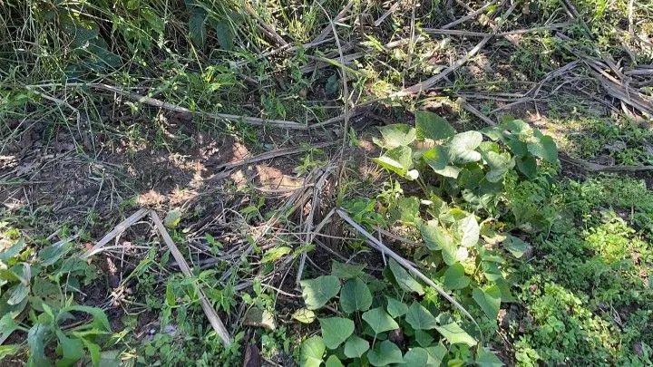 Chácara à venda e para Arrendar de 1 ha em Nova Hartz, RS, Brasil