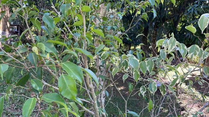 Chácara à venda e para Arrendar de 1 ha em Nova Hartz, RS, Brasil