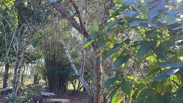 Chácara à venda e para Arrendar de 1 ha em Nova Hartz, RS, Brasil