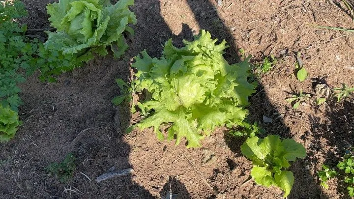 Chácara à venda e para Arrendar de 1 ha em Nova Hartz, RS, Brasil