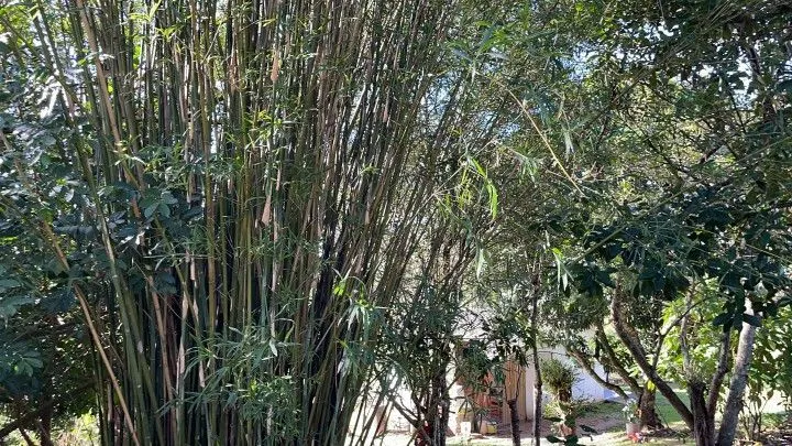 Chácara à venda e para Arrendar de 1 ha em Nova Hartz, RS, Brasil