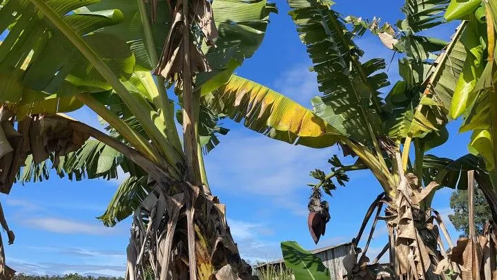 Chácara à venda e para Arrendar de 1 ha em Nova Hartz, RS, Brasil